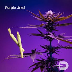 Pre-Roll - Distillate Infused - Purple Urkel .5g Dissy Dart by Dank Star 29.89% - Hybrid - 6455