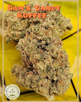 Flower - Cam's Candy Koffee by Wildflower Farms 21.20% - Terps 1.77% - S/H - 6338