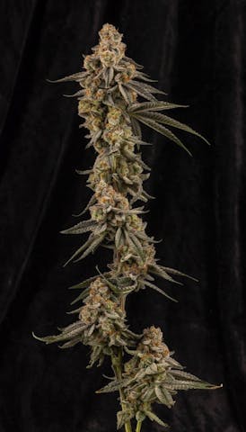 Flower - Fritter Glitter by Stoned Salmon Farms 28.77% - I/H - 7067