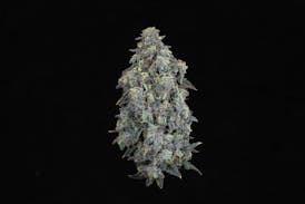 Flower - First Class Funk by Salmonberry Farms 26.02% - Terps 2.88% - Indica - 0559