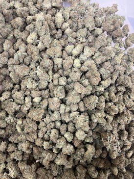 Flower - Apollo XX by AK Best Buds 25.39% - Sativa - 1697