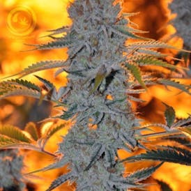 Flower - Alien Rift by House OP 25.83% - Terps 2.31% - Indica - 4035