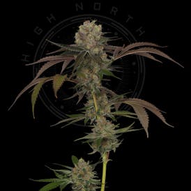 Flower - Golden Gun by High North 28.10% - Hybrid - 5346