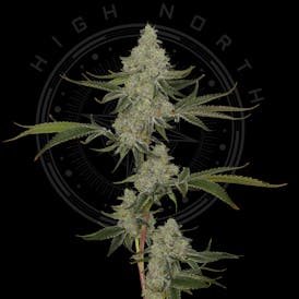 Flower - Papaya Slut by High North 32.25% - Hybrid - 5347