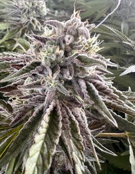 Flower - Pinnacle by Kasilof Cannabis 28.34% - Terps 2.71% - S/H - 3489