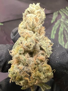 Flower - Futura Haze by Kasilof Cannabis 31.81% - Terps 2.52% - S/H - 3483