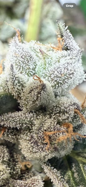 Flower - Garlic Cookies by Redoubt Reefer 31.72% - Hybrid - 2442