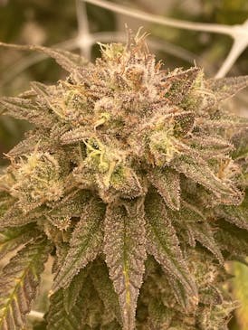 Flower - Mango Mintality by Kasilof Cannabis 31.95% - Terps 2.27% - S/H - 3486