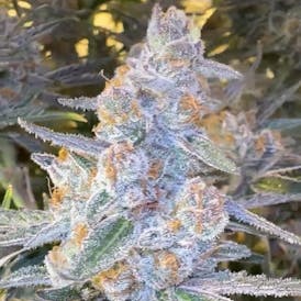 Flower - Forbidden Jelly by Dope Dynasty 28.42% - Sativa - 3554