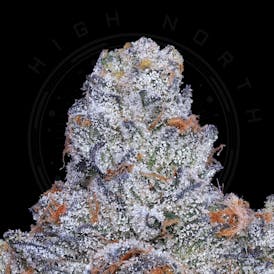 Flower - Red Pop x Apples & Bananas by High North 33.34% - S/H - 5058