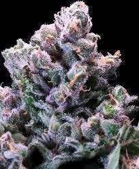 Flower - Grapes N Cream by Kasilof Cannabis 31.85%% - Terps 2.03% - Hybrid - 4579