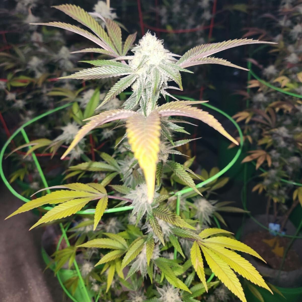 Flower - Dante's Inferno by The Connoisseur 26.65% - Terps 2.54% - I/H - 3159