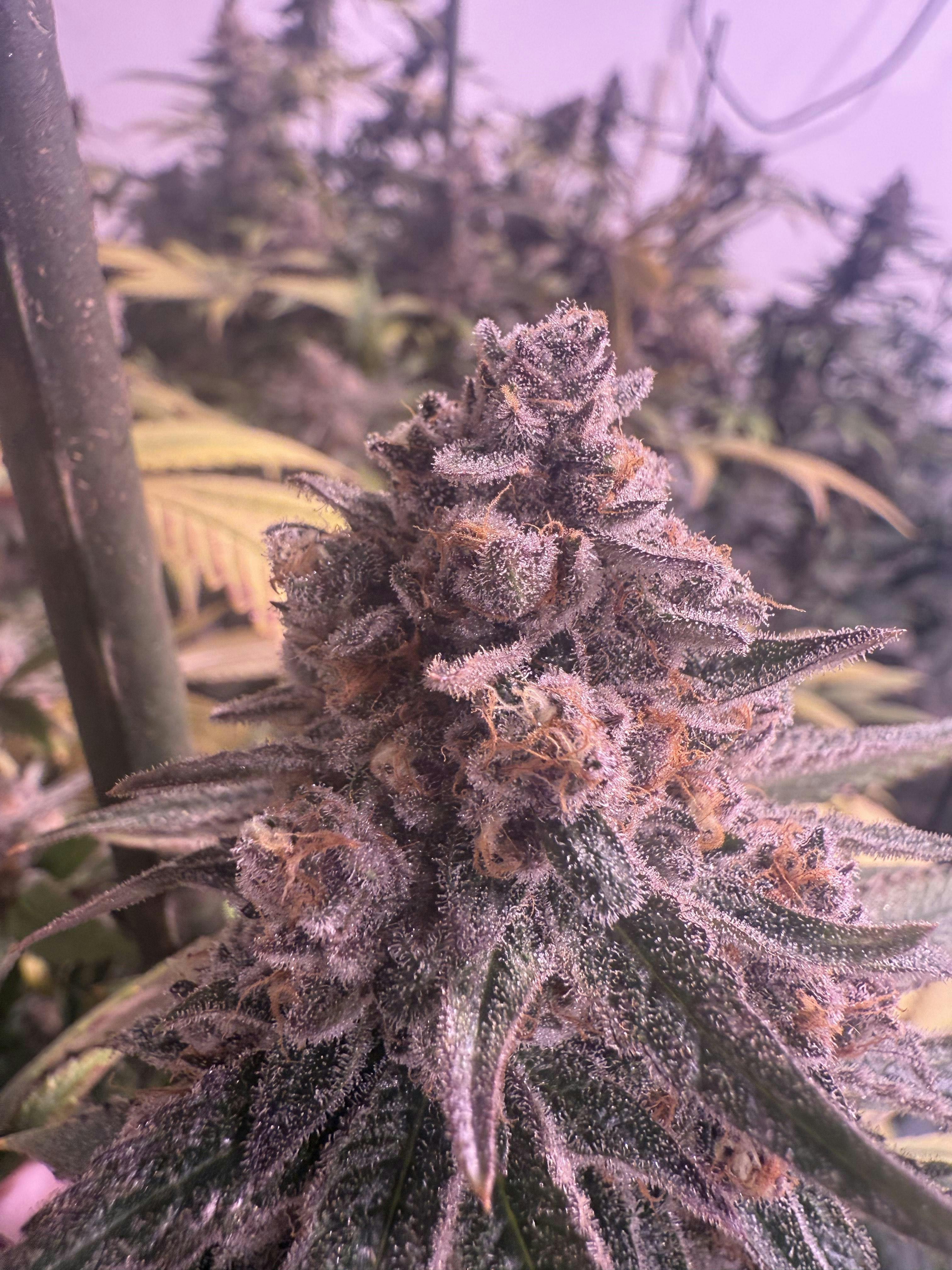 Flower - Mandarin Madness by Redoubt Reefer 26.97% - Hybrid - 2775