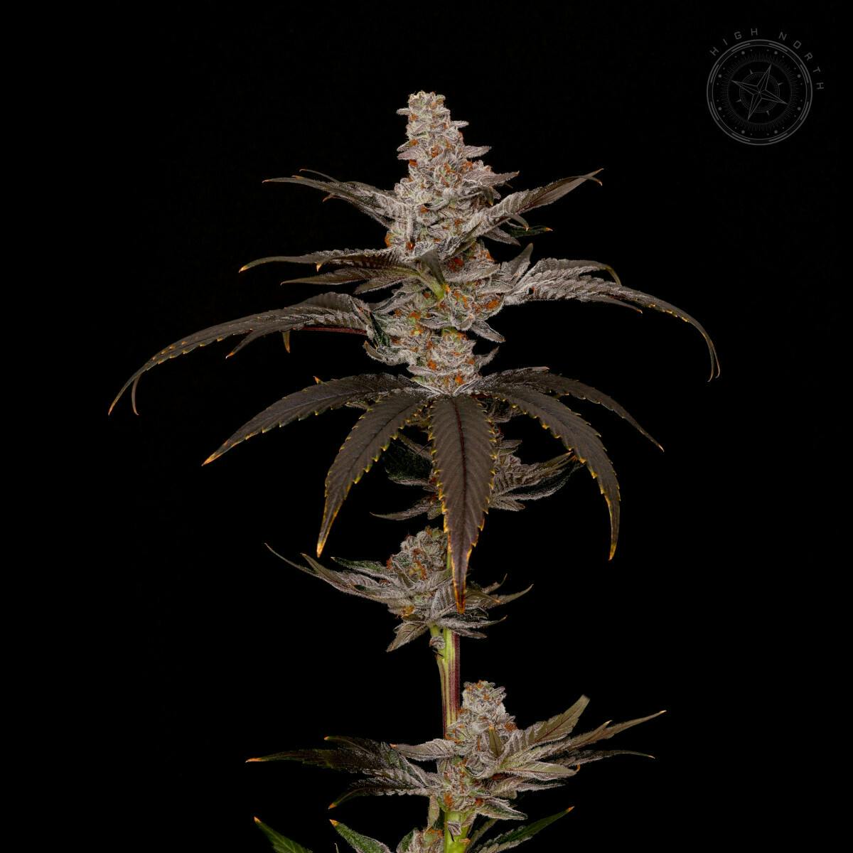 Flower - Purple Push Pop by High North 27.43% - Hybrid - 5707