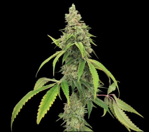 Flower - Z Sweet Insanity by BAM 25.98% - Terps 3.42% - Sativa - 8420
