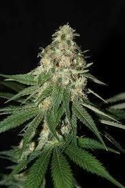 Flower - Delicious Candy by ATC 33.10% - Terps 2.03% - Hybrid - 6629