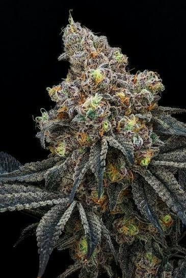 Flower - Cheddar Cheese by Emerald City Organics 29.32% - Terps 1.79% - Indica - 5987