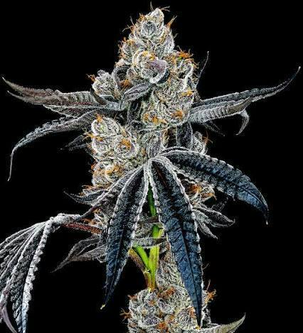 Flower - Super Runtz by Kasilof Cannabis 31.93% - Terps 2.73% - Hybrid - 4580