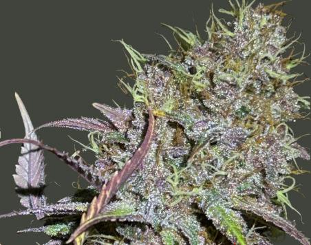 SH Maine Grown Blue Dream 3.5g Flower
