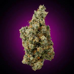 Faded Purple Fire 3.5g Flower