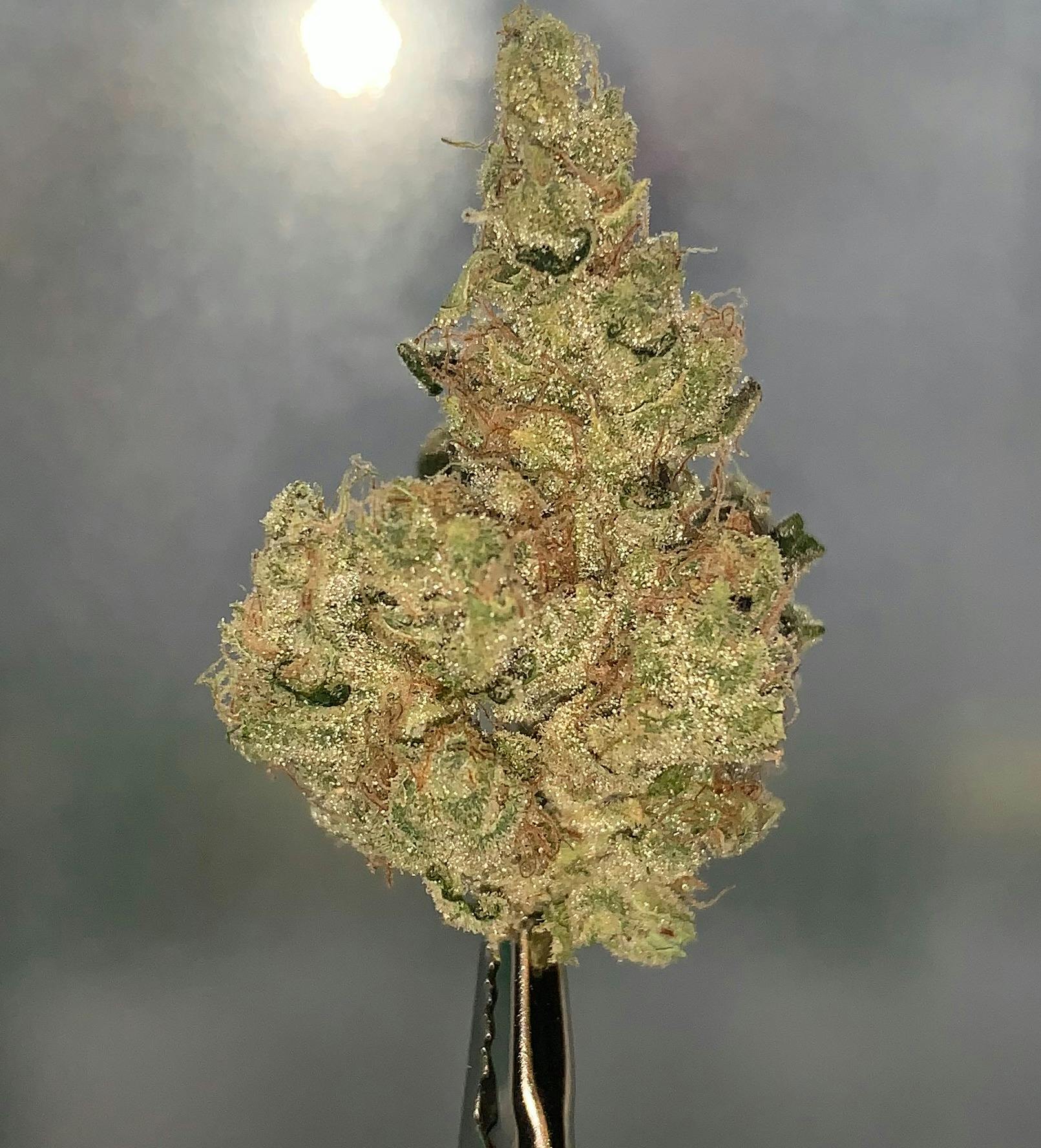 Phatso 3.5g Flower