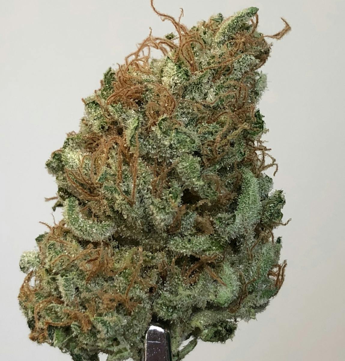 Sensi Star 1g Flower