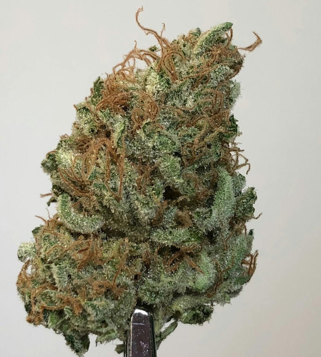 Sensi Star 14g Flower
