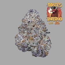 Sapura | Dante's Inferno | Bulk Flower