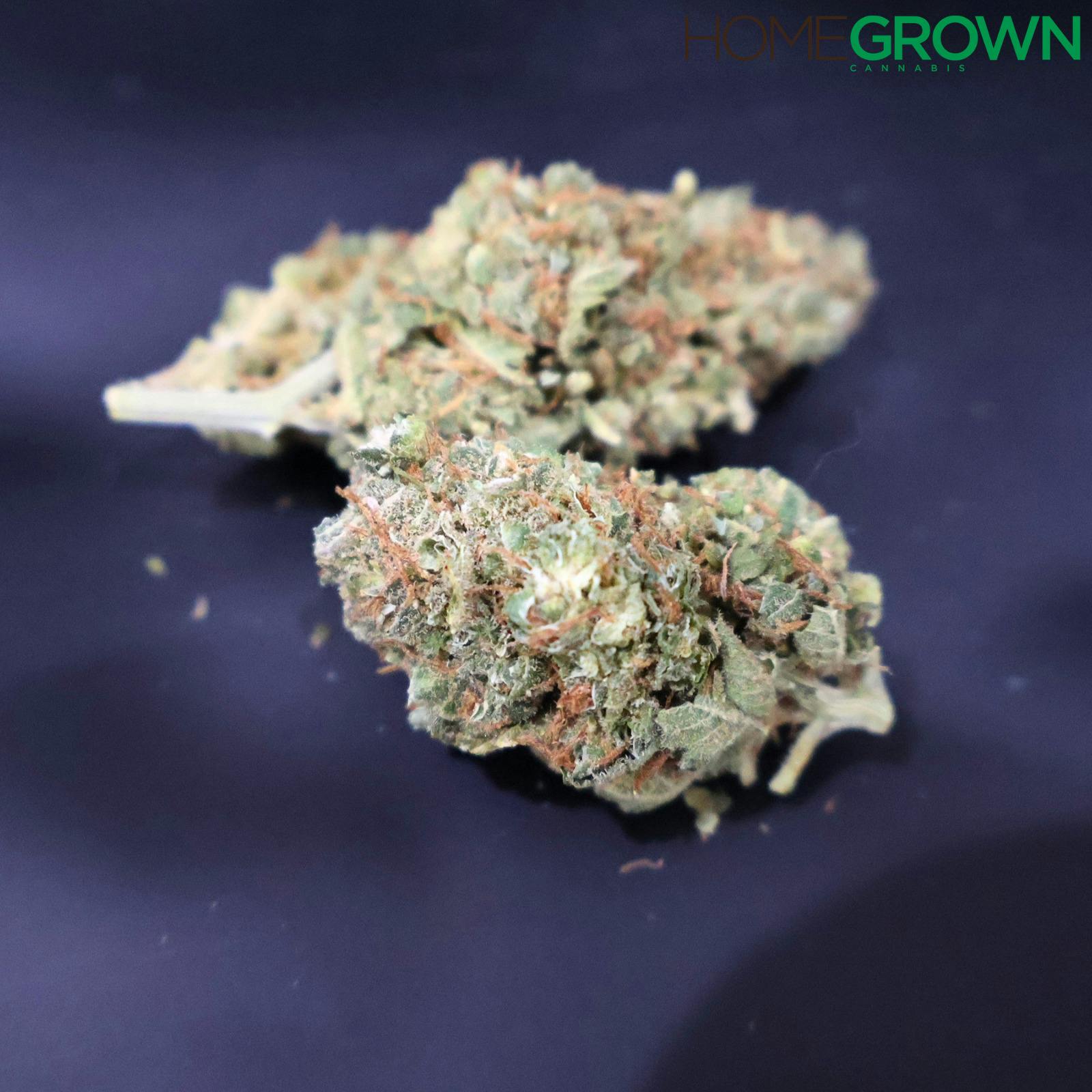 Concrete Gardens | Tropic Skunk | Bulk Flower (BIGS)