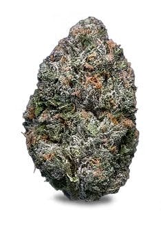 Society C | Yuzu Sour | Bulk Flower