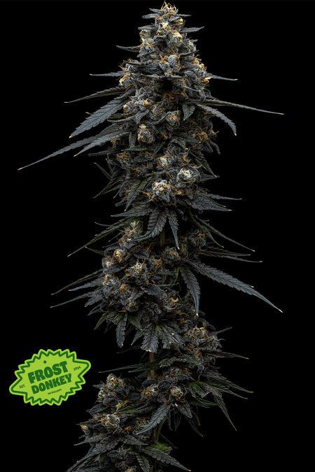 Frost Donkey - 1 g
