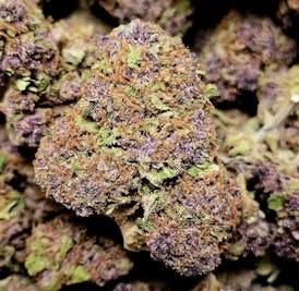 Mendo Purple (Organic)