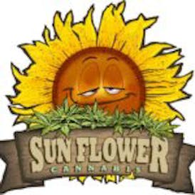 Sun Flower Cone 1g