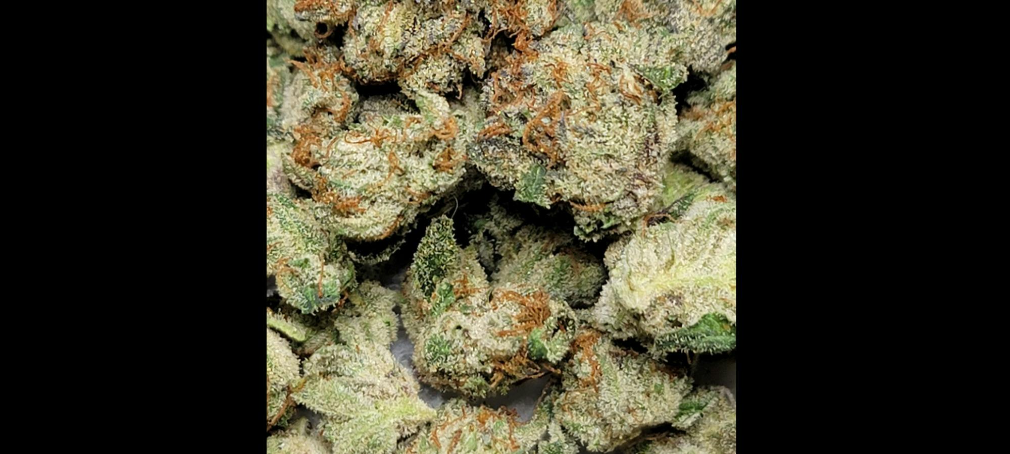 Biomeds | Grease Monkey | Bulk