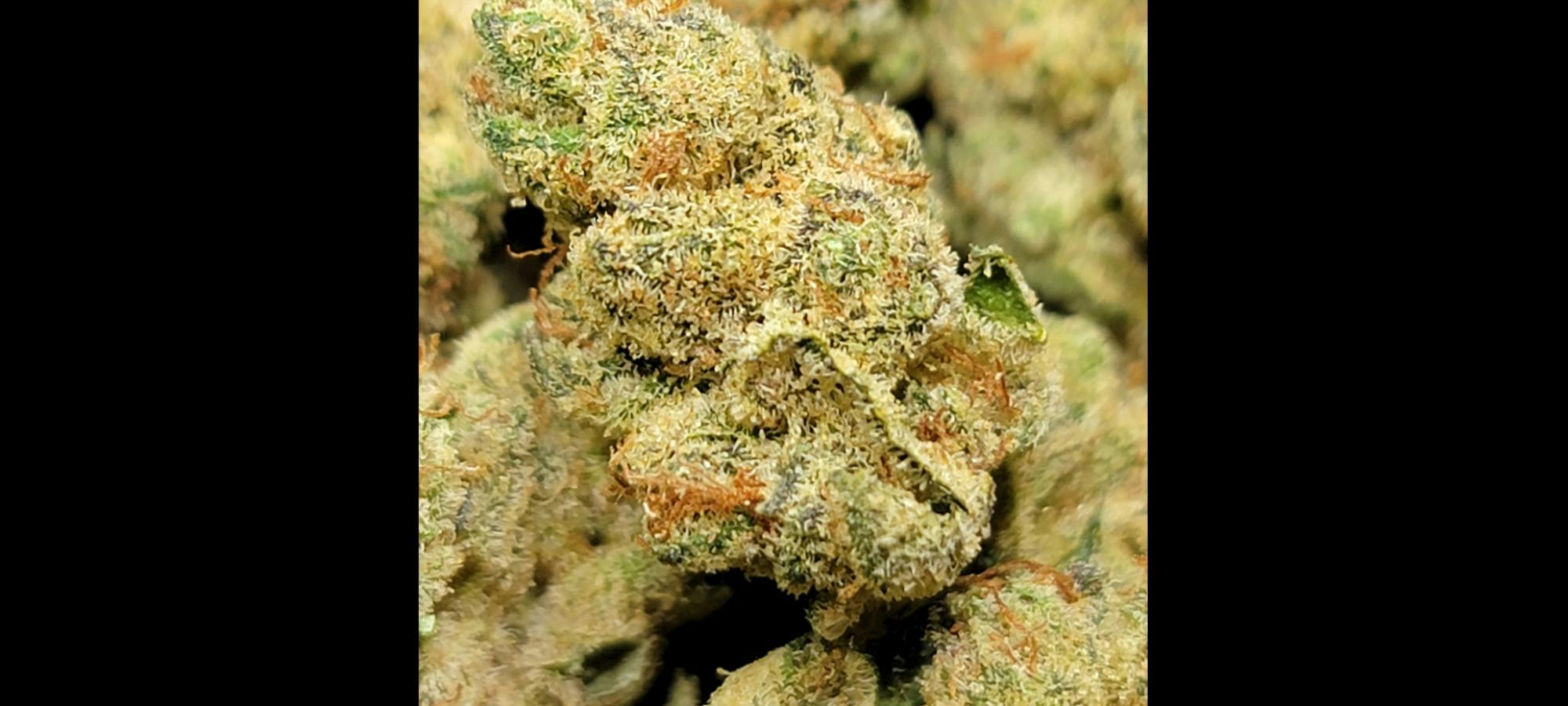 Biomeds | Wulf Of Wallstreet | Bulk