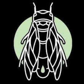 Cicada Labs | 1g Live Rosin - GMO