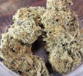 Wind Walker (Sativa) | Native Veteran