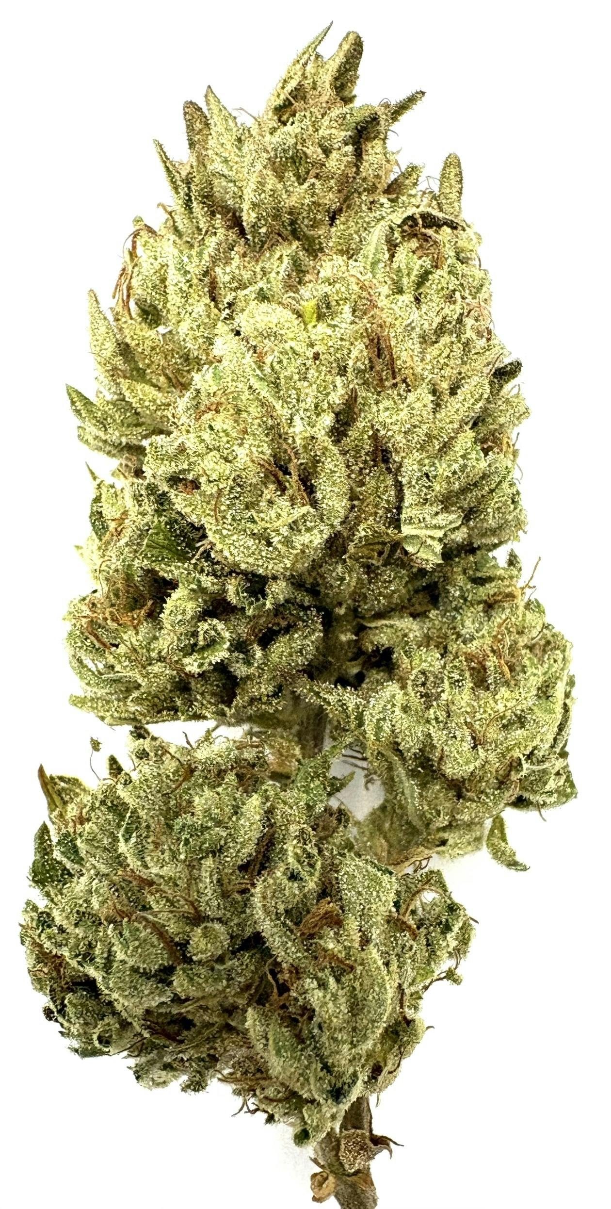 Catskill Mountain Kush Skunk Og