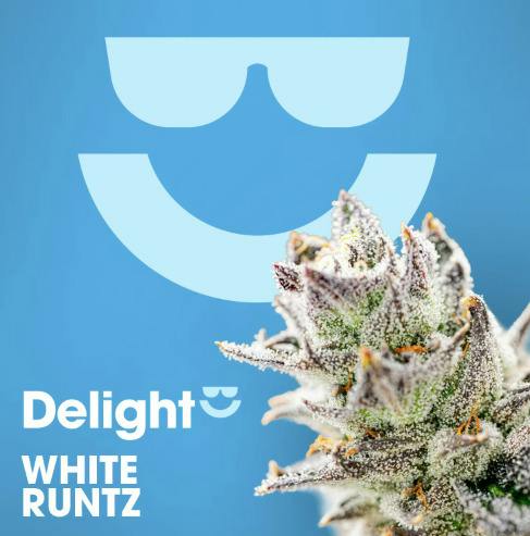 Delight - White Runtz Flower