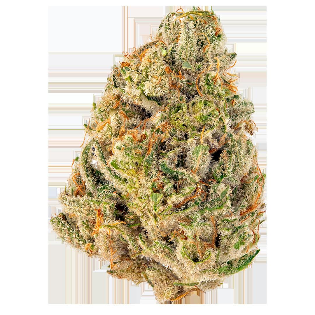 MITTEN EXTRACTS | FUNKY KITTY | BULK | HYBRID