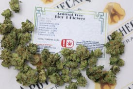 Animal Tree Tier 1' Flower - Sativa 3.5g