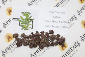 7 Leaf Trop Cherries Tier 1 Flower - Sativa 14g