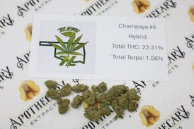 7 Leaf Champaya #6 Tier 1 Flower - Indica 14g