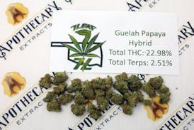 7 Leaf Guelah Papaya Tier 1 Flower - Hybrid 14g
