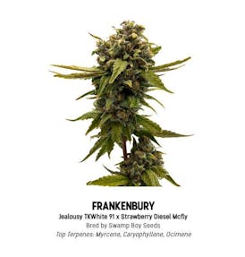 F5 Frankenbury Tier 1 Flower - Sativa 3.5g
