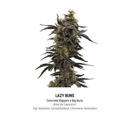 F5 Lazy Buns Tier 1 Flower - Hybrid 3.5g