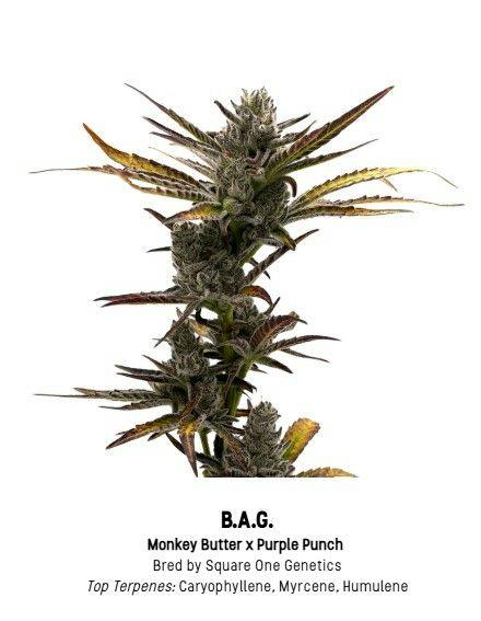 F5 B.A.G. Tier 1 Flower - Hybrid 3.5g