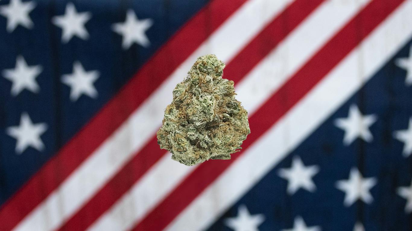 Cindy 99 - Gold Tier cannabis product