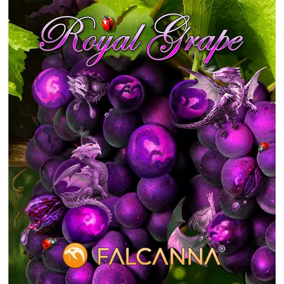 Falcanna - Royal Grape Joints 2pk