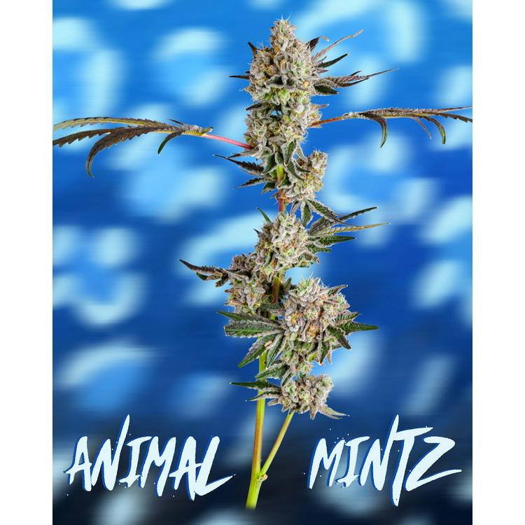 Animal Mints